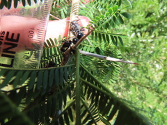 Polyrhachis gagates