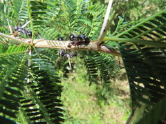 Polyrhachis gagates