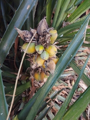 Bromelia antiacantha