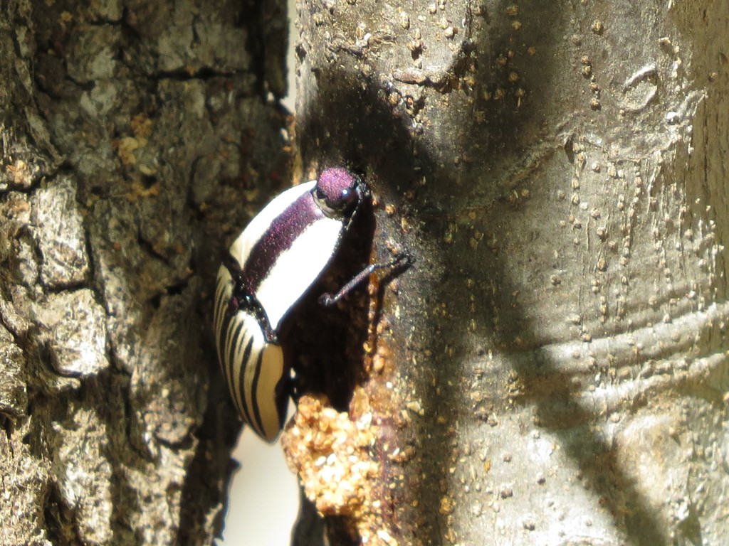 Chalcolepidius corpulentus