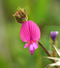 Onobrychis aequidentata