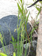Carex garberi