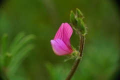 Onobrychis aequidentata
