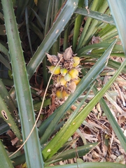 Bromelia antiacantha