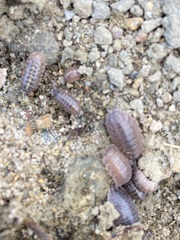 Porcellio laevis