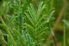 Onobrychis aequidentata