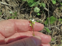 Arabis pycnocarpa adpressipilis