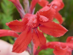 Tritoniopsis pulchra