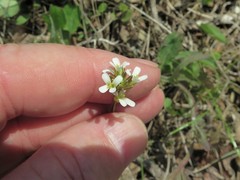 Arabis pycnocarpa adpressipilis