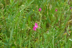 Onobrychis aequidentata