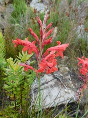 Tritoniopsis pulchra