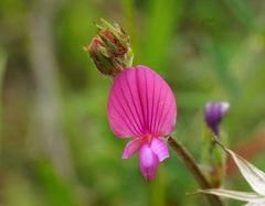 Onobrychis aequidentata