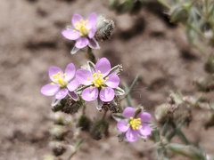 Spergularia bocconei