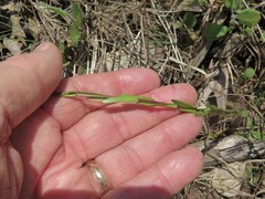 Arabis pycnocarpa adpressipilis