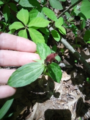 Trillium lancifolium