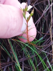 Sauvagesia linearifolia