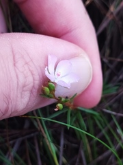 Sauvagesia linearifolia