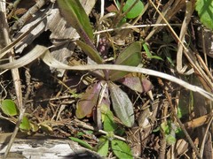 Arabis pycnocarpa adpressipilis
