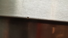 Blattodea