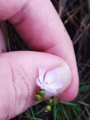 Sauvagesia linearifolia