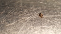 Blattodea