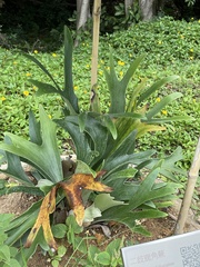 Platycerioideae