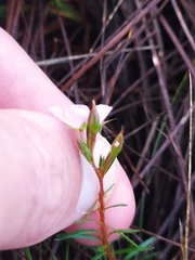 Sauvagesia linearifolia
