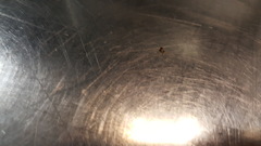 Blattodea