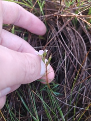 Sauvagesia linearifolia