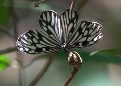 Cyclosia pieridoides