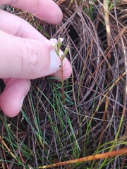 Sauvagesia linearifolia
