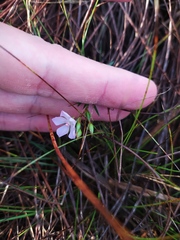 Sauvagesia linearifolia