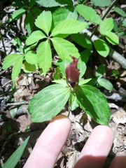 Trillium lancifolium