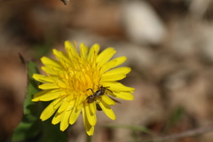 Nomada flavoguttata