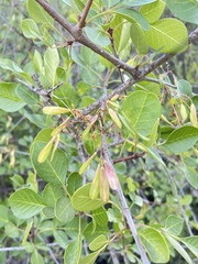 Fraxinus parryi