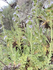 Phacelia ixodes