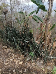 Sansevieria trifasciata