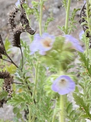 Phacelia ixodes