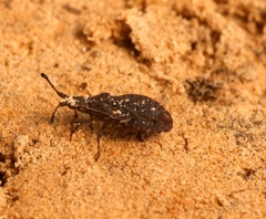 Spathocera dalmanii