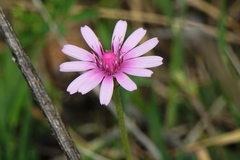 Crepis rubra