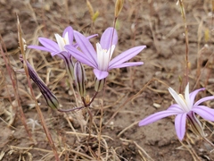Brodiaea nana