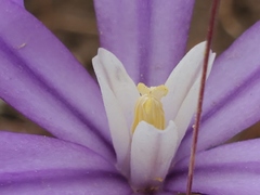Brodiaea nana