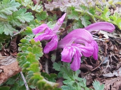 Pedicularis acaulis