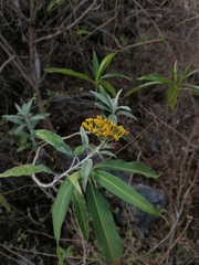 Senecio picridis