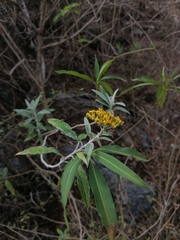 Senecio picridis