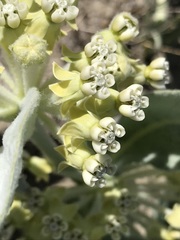 Asclepias vestita