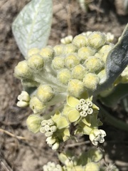 Asclepias vestita