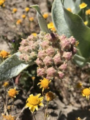 Asclepias vestita