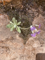 Primula specuicola