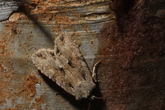 Lithophane disposita